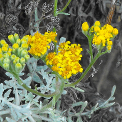 Constancea nevinii