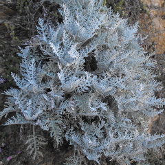 Constancea nevinii