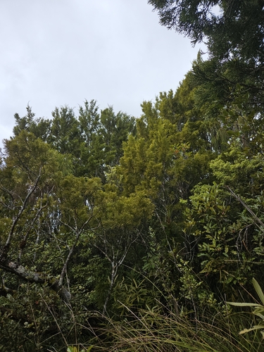Yellow silver pine (Lepidothamnus intermedius)