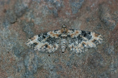 Eupithecia pulchellata