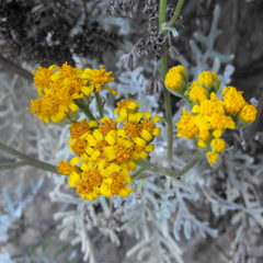 Constancea nevinii