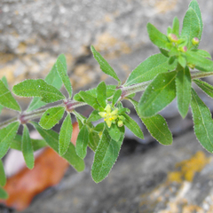 Galium catalinense