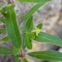 Galium catalinense