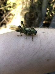 Abisares viridipennis