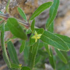 Galium catalinense