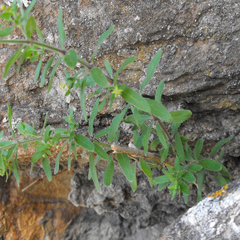 Galium catalinense