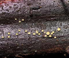 Lachnum pteridophyllum