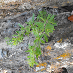 Galium catalinense