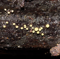 Lachnum pteridophyllum