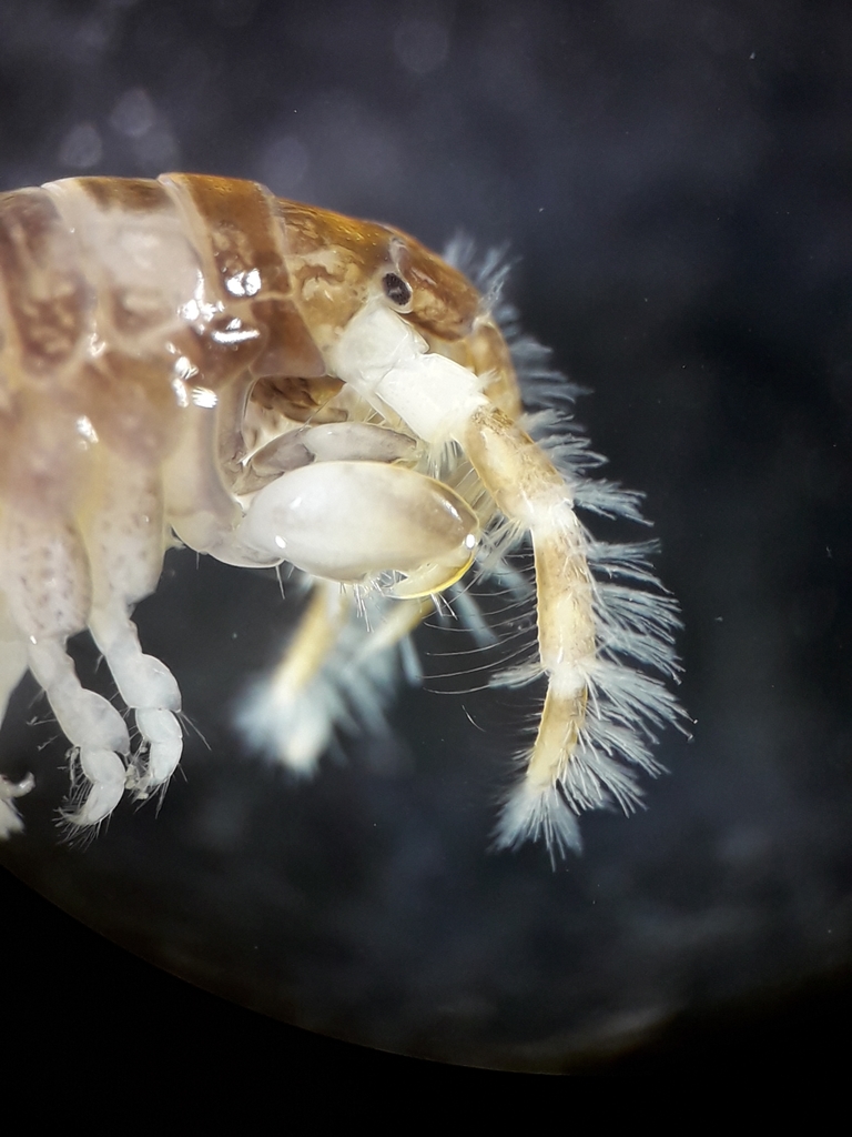 Parajassa pelagica