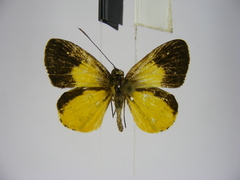 Ceratrichia semlikensis