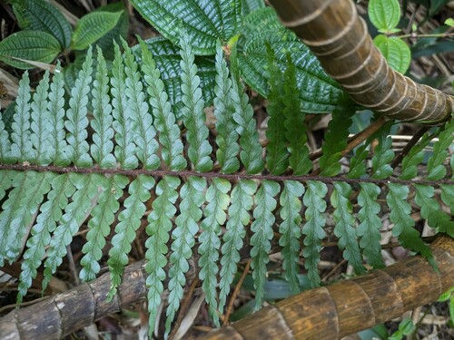 Asplenium caudatum, 2024-10-12