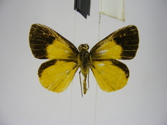 Ceratrichia semlikensis