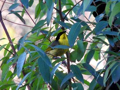 Lichenostomus melanops