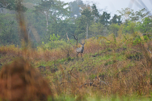 Defassa Waterbuck