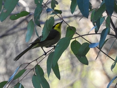 Lichenostomus melanops