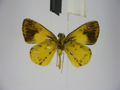 Ceratrichia semlikensis