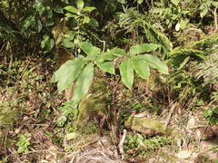 Arisaema nepenthoides