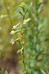 Silene tatarica