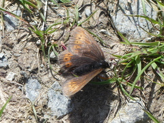 Erebia epiphron