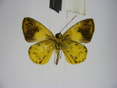 Ceratrichia semlikensis