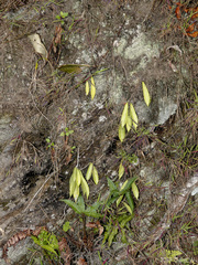 Hoya
