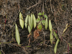 Hoya