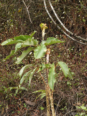 Arisaema nepenthoides
