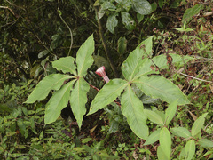 Arisaema nepenthoides