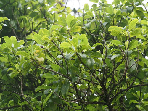 Image of Bobea elatior by (c) Kevin Faccenda, some rights reserved (CC BY)