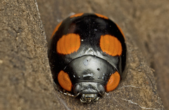 Paropsisterna sexpustulata