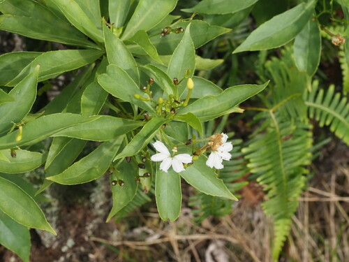 Image of Scaevola gaudichaudiana by (c) Kevin Faccenda, some rights reserved (CC BY)