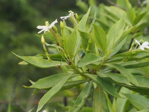 Image of Scaevola gaudichaudiana by (c) Kevin Faccenda, some rights reserved (CC BY)