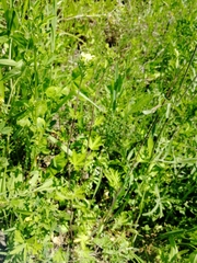 Potentilla approximata