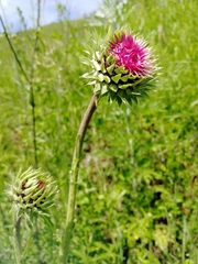 Carduus nutans leiophyllus
