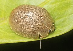 Paropsis lutea