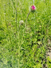 Carduus nutans leiophyllus