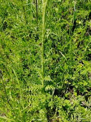 Carduus nutans leiophyllus