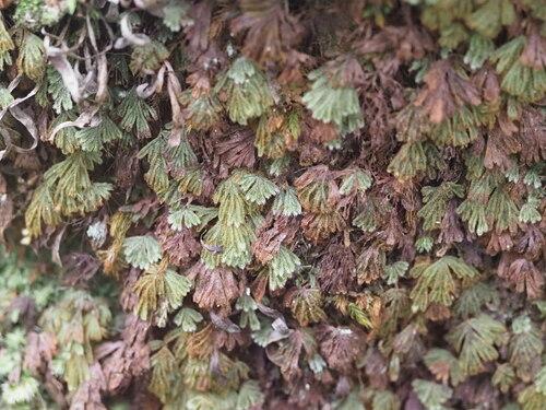Image of Hymenophyllum obtusum by (c) Kevin Faccenda, some rights reserved (CC BY)