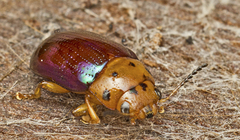 Platymela sticticollis