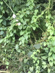 Calystegia silvatica