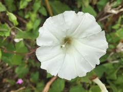 Calystegia silvatica