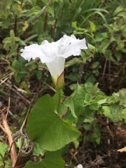 Calystegia silvatica