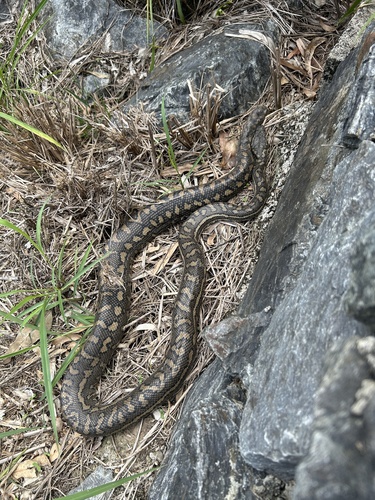 Coastal Carpet Python sighting