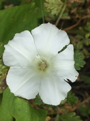 Calystegia silvatica