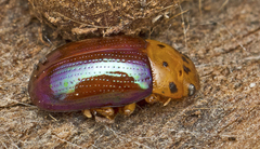 Platymela sticticollis
