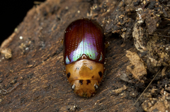 Platymela sticticollis