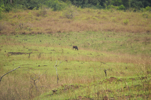Forest Buffalo