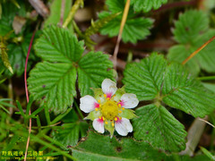 Fragaria hayatae