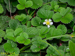Fragaria hayatae